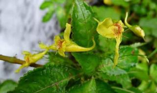 植物活化石有哪些 植物活化石有哪些