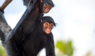 520历史上是什么日子