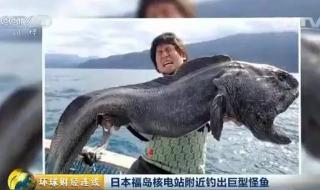 日本惊现双头龟 日本惊现双头龟