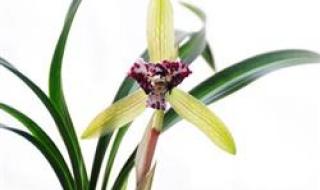 中国兰花网 中国兰花网