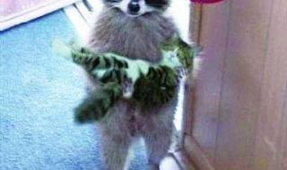 浣熊君猪八戒出装 浣熊君为什么被禁了