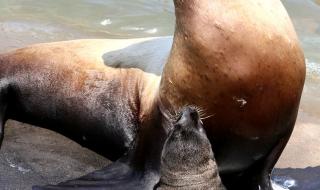 西霞口野生动物园的介绍 西霞口野生动物园